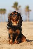 KING CHARLES SPANIEL 030